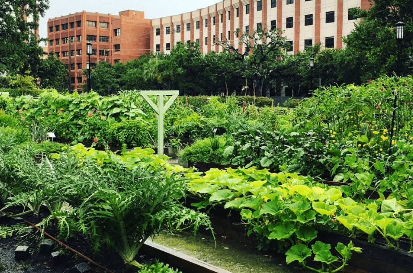 MUSC Arboretum, United States